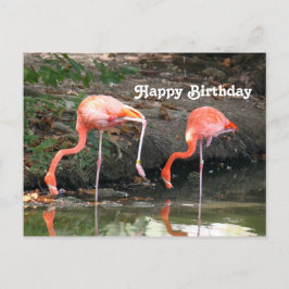Roze Flamingo Paar Wildlife Foto Verjaardag Briefkaart