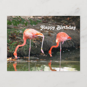 Roze Flamingo Paar Wildlife Foto Verjaardag Briefkaart