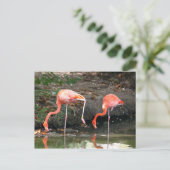 Roze Flamingo Pair Wildlife Foto Briefkaart (Staand voorkant)
