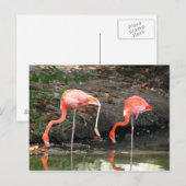 Roze Flamingo Pair Wildlife Foto Briefkaart (Voorkant / Achterkant)