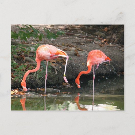 Roze Flamingo Pair Wildlife Foto Briefkaart (Voorkant)