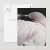 Roze Flamingo Portret Tekeneffect Kunst Briefkaart (Voorkant / Achterkant)