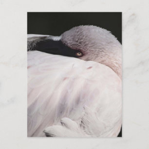 Roze Flamingo Portret Tekeneffect Kunst Briefkaart