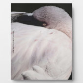 Roze Flamingo Portret Tekeneffect Kunst Fotoplaat (Voorkant)