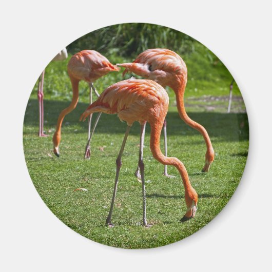 Roze Flamingo Portret Tekeneffect Kunst Magneet (Voorkant)