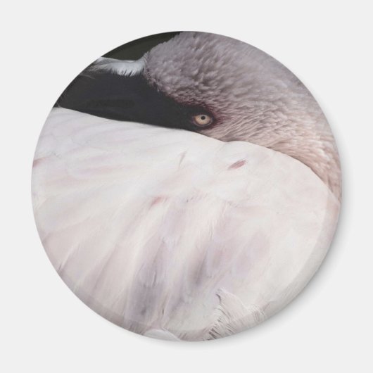 Roze Flamingo Portret Tekeneffect Kunst Magneet (Voorkant)