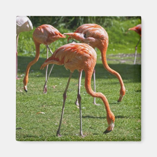 Roze Flamingo Portret Tekeneffect Kunst Magneet (Voorkant)