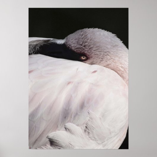 Roze Flamingo Portret Tekeneffect Kunst Poster (Voorkant)