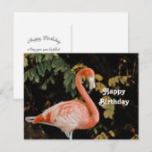 Roze Flamingo Portret Wilde Dieren Foto Verjaardag Briefkaart (Voorkant / Achterkant)