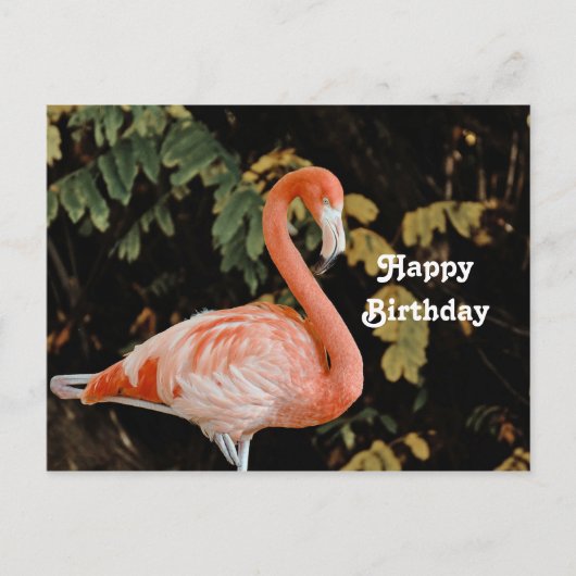 Roze Flamingo Portret Wilde Dieren Foto Verjaardag Briefkaart (Voorkant)