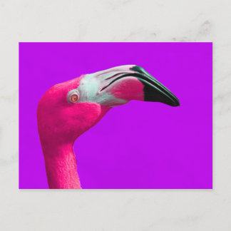 Roze Flamingo Post Card, Paarse achtergrond Briefkaart
