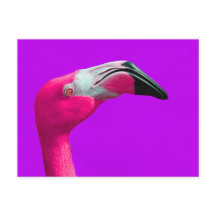 Roze Flamingo Post Card, Paarse achtergrond