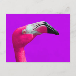 Roze Flamingo Post Card, Paarse achtergrond Briefkaart