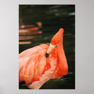 Roze Flamingo Poster