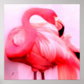 Roze Flamingo Poster (Voorkant)