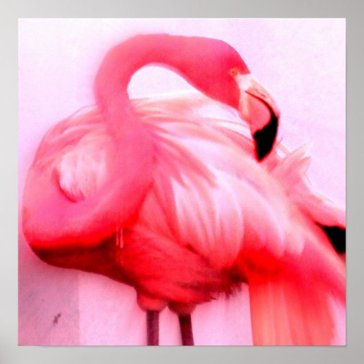 Roze Flamingo Poster (Voorkant)