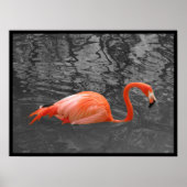Roze Flamingo Poster (Voorkant)