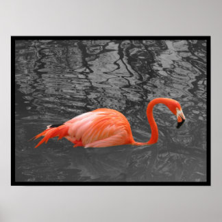 Roze Flamingo Poster