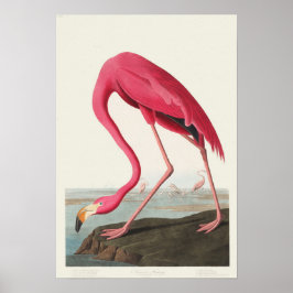 Roze Flamingo Poster