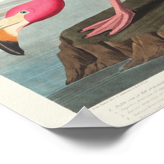 Roze Flamingo Poster (Hoek)
