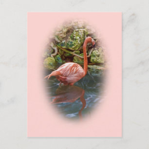Roze Flamingo reflecterend in rivierBriefkaart Briefkaart