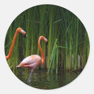 ROZE FLAMINGO RONDE STICKER