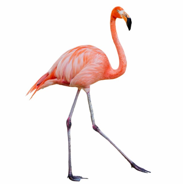 Roze Flamingo Staand Fotobeeldje (Voorkant)