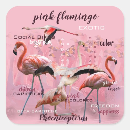 Roze Flamingo Typografie | GEPERSONALISEERD | Vierkante Sticker (Voorkant)