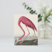Roze Flamingo uit Amerikaanse vogels Briefkaart (Staand voorkant)