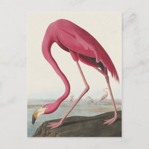 Roze Flamingo uit Amerikaanse vogels Briefkaart