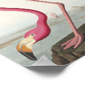 Roze Flamingo uit Amerikaanse vogels Poster (Hoek)
