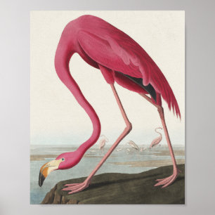 Roze Flamingo uit Amerikaanse vogels Poster