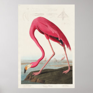 Roze Flamingo uit Birds of America (1827) Poster