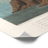 Roze Flamingo van Birds of America (1827) Poster (Hoek)