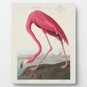 Roze Flamingo van John Audubon Fotoplaat
