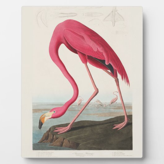 Roze Flamingo van John Audubon Fotoplaat (Voorkant)