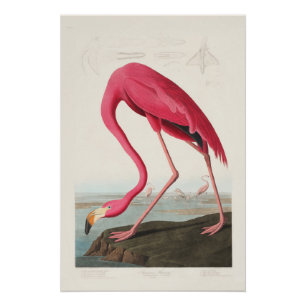 Roze Flamingo van John Audubon Perfect Poster