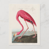 Roze Flamingo, vogels van Amerika door J.J. Audubo