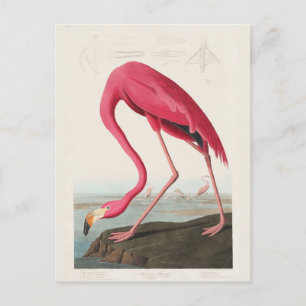 Roze Flamingo, vogels van Amerika door J.J. Audubo Briefkaart