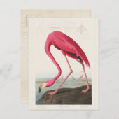Roze Flamingo, vogels van Amerika door J.J. Audubo Briefkaart (Voorkant / Achterkant)