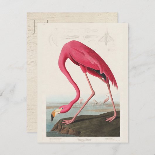 Roze Flamingo, vogels van Amerika door J.J. Audubo Briefkaart (Voorkant / Achterkant)