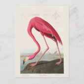Roze Flamingo, vogels van Amerika door J.J. Audubo Briefkaart (Voorkant)