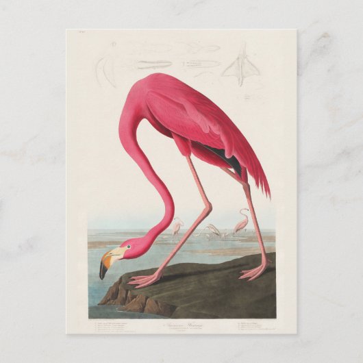 Roze Flamingo, vogels van Amerika door J.J. Audubo Briefkaart (Voorkant)