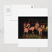 Roze Flamingo's Briefkaart (Voorkant / Achterkant)