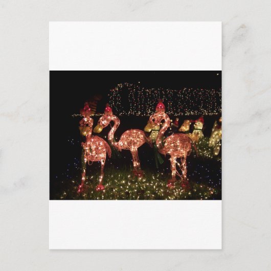 Roze Flamingo's Briefkaart (Voorkant)