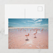 Roze flamingo's briefkaart (Voorkant / Achterkant)