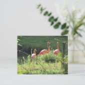 Roze Flamingo's Briefkaart (Staand voorkant)