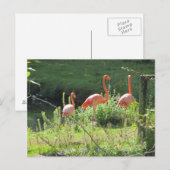 Roze Flamingo's Briefkaart (Voorkant / Achterkant)