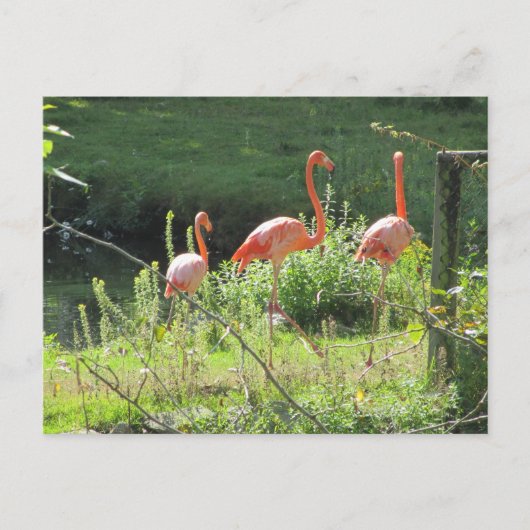 Roze Flamingo's Briefkaart (Voorkant)