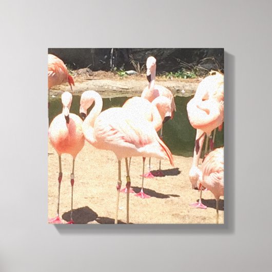 Roze Flamingo's Canvas Afdruk (Voorkant)